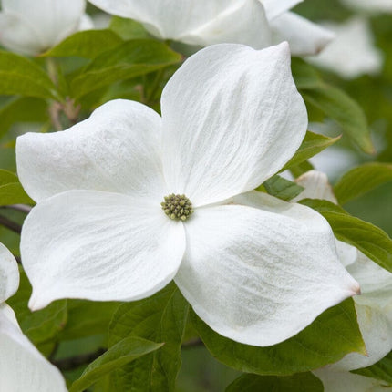 Flowering Dogwood Tree | Cornus florida Ornamental Trees