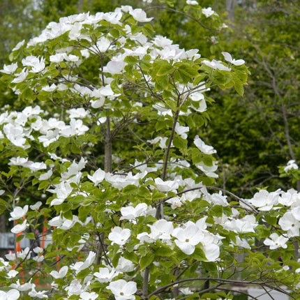 Flowering Dogwood Tree | Cornus florida Ornamental Trees