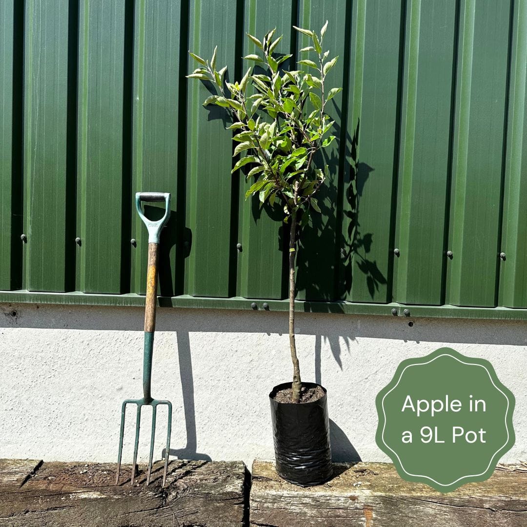 'Red Devil' Apple Tree – Roots Plants