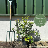 'Liberty' Blueberry Bush Soft Fruit