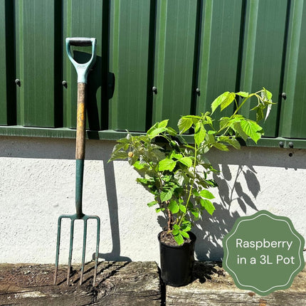 'Autumn Treasure' Raspberry Plants Soft Fruit