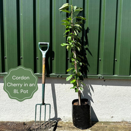 Cordon Cherry and Plum Trees | Perfect Partners Fruit Trees