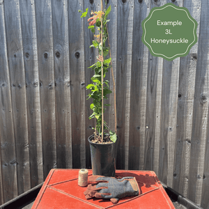 Heaven Scent' Honeysuckle | Lonicera periclymenum Climbing Plants