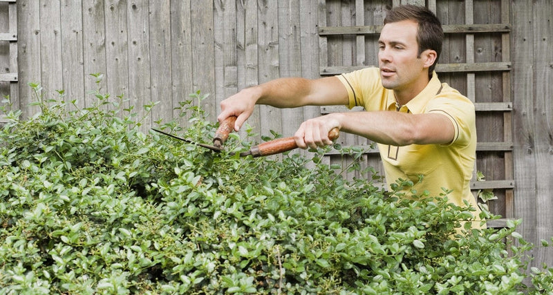 Research Reveals These Are Fastest Growing Hedges For Your Garden