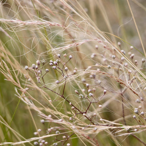 Mexican Feather Grass | Stipa tenuissima Perennial Bedding