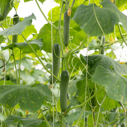 'F1 Femspot' Cucumber Plants