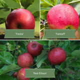 Family Apple Tree Trained Fruit Trees