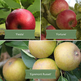 Family Apple Tree Trained Fruit Trees