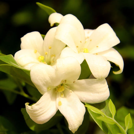 'Fiona Sunrise' Jasmine | Jasminum officinale