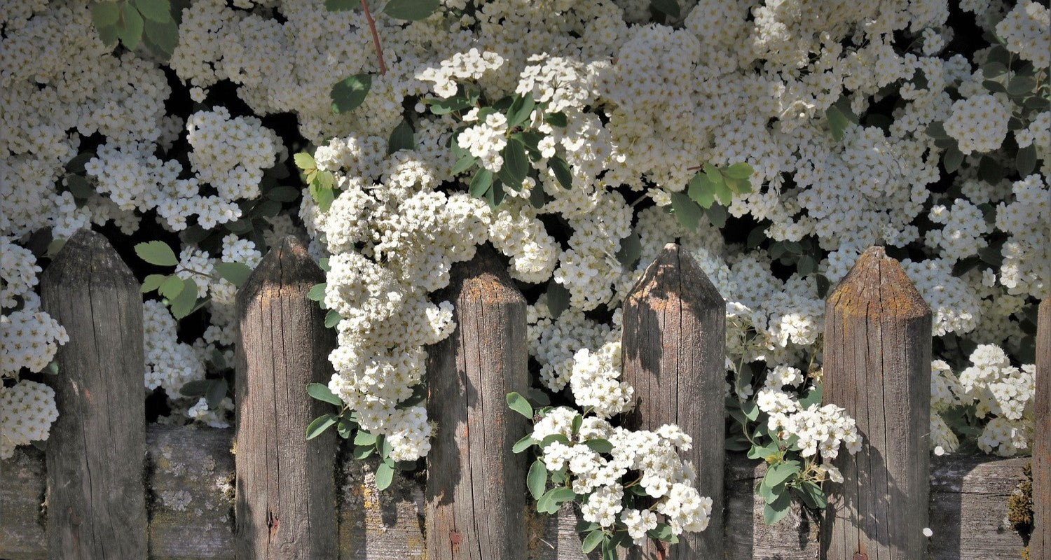 Flowering Hedge Plants for UK Gardens: Our Top Picks