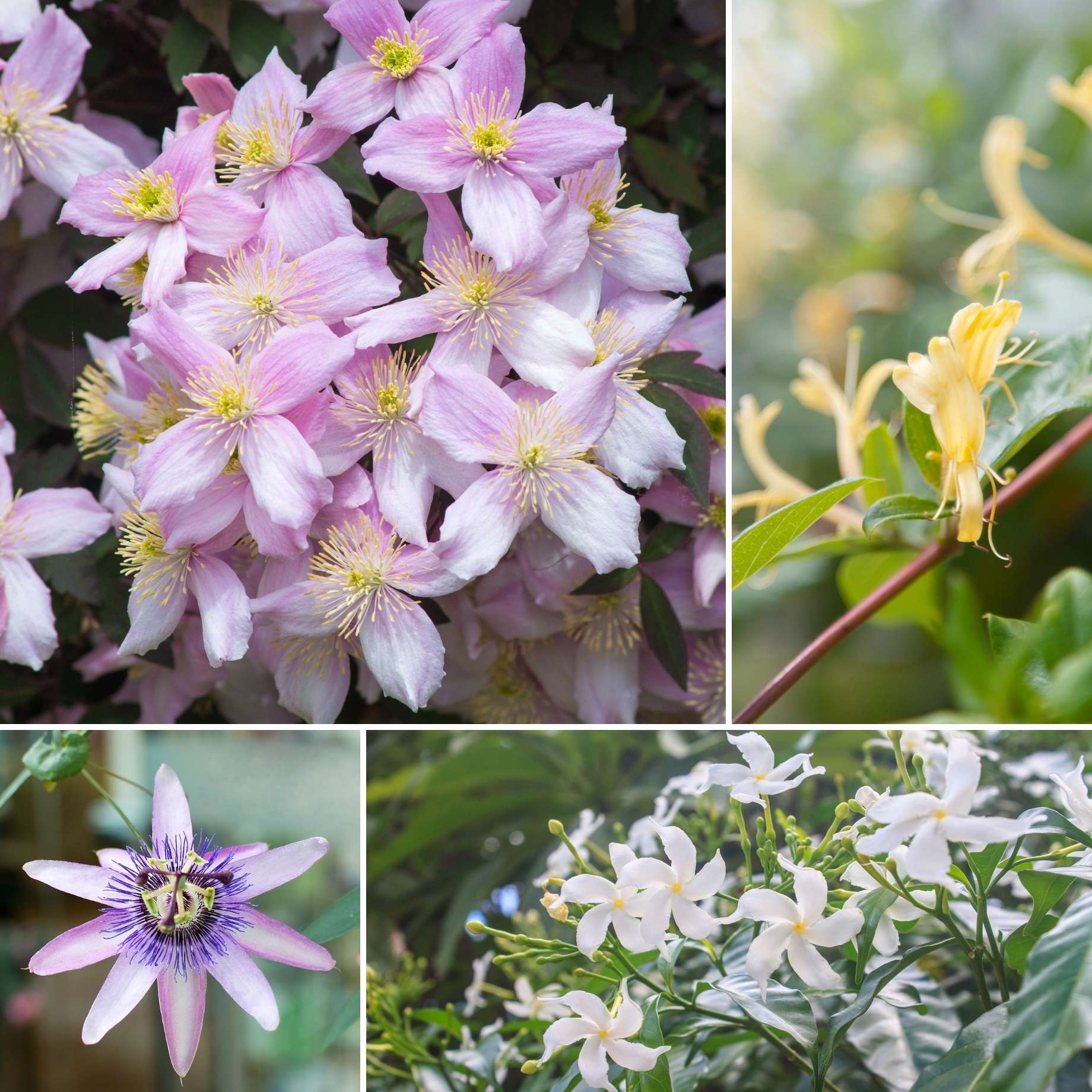 Ultimate Fragrant Climbing Plants Collection