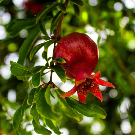 'Provence' Pomegranate Bush