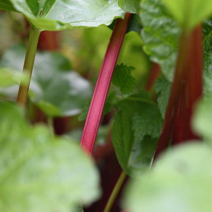 'Fulton's Strawberry Surprise' Rhubarb Plant Soft Fruit