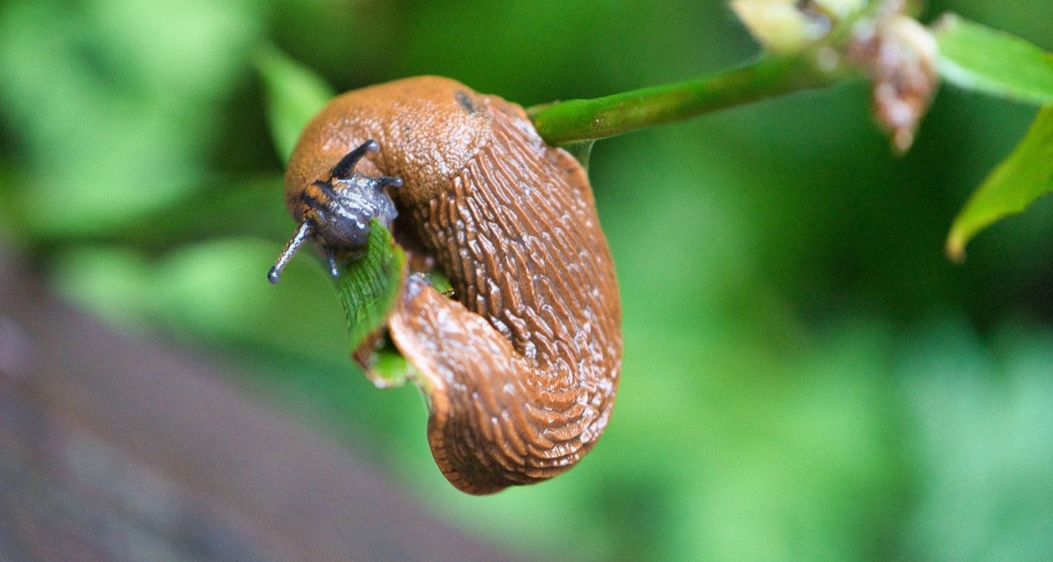 How Can I Keep Slugs Away Without Killing Them?