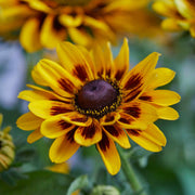 Rudbeckia 'Giggling SmileyZ' Perennial Bedding