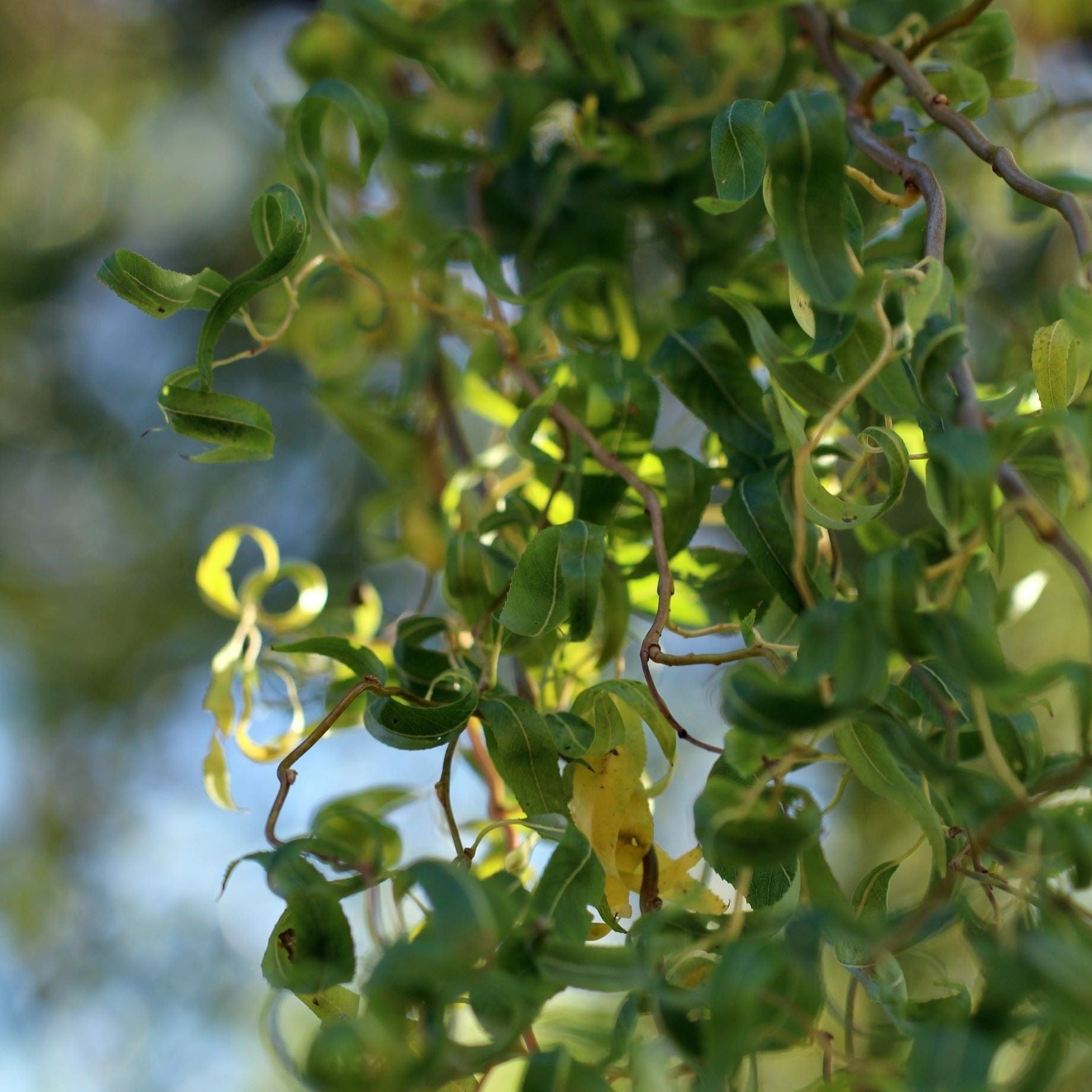 Golden Twisted Willow Tree | Salix 'Golden Curls'