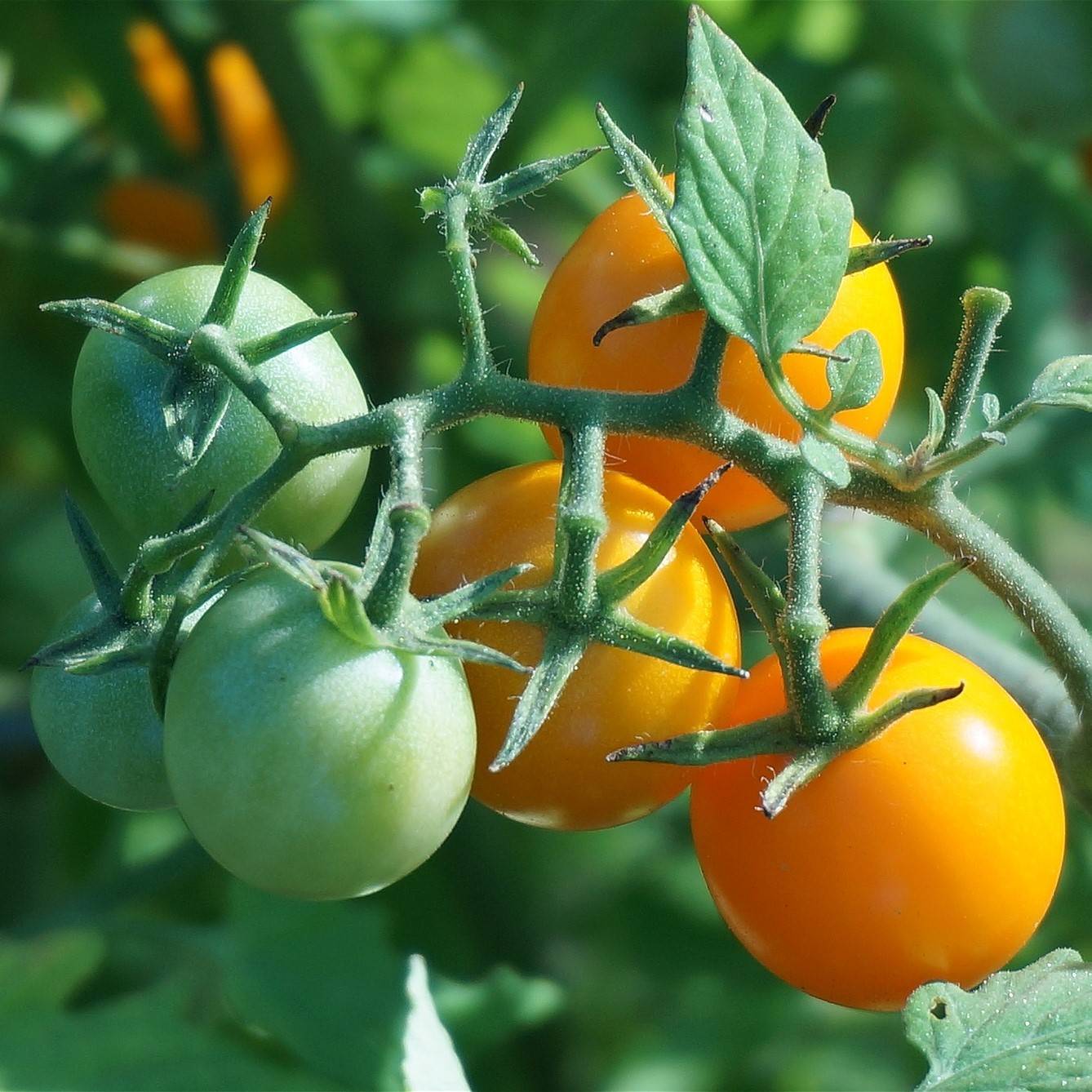 Tomato 'Goldwin' Plant