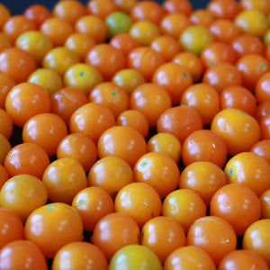 Tomato 'Goldwin' Plant Vegetables