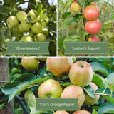 Family Apple Tree Trained Fruit Trees