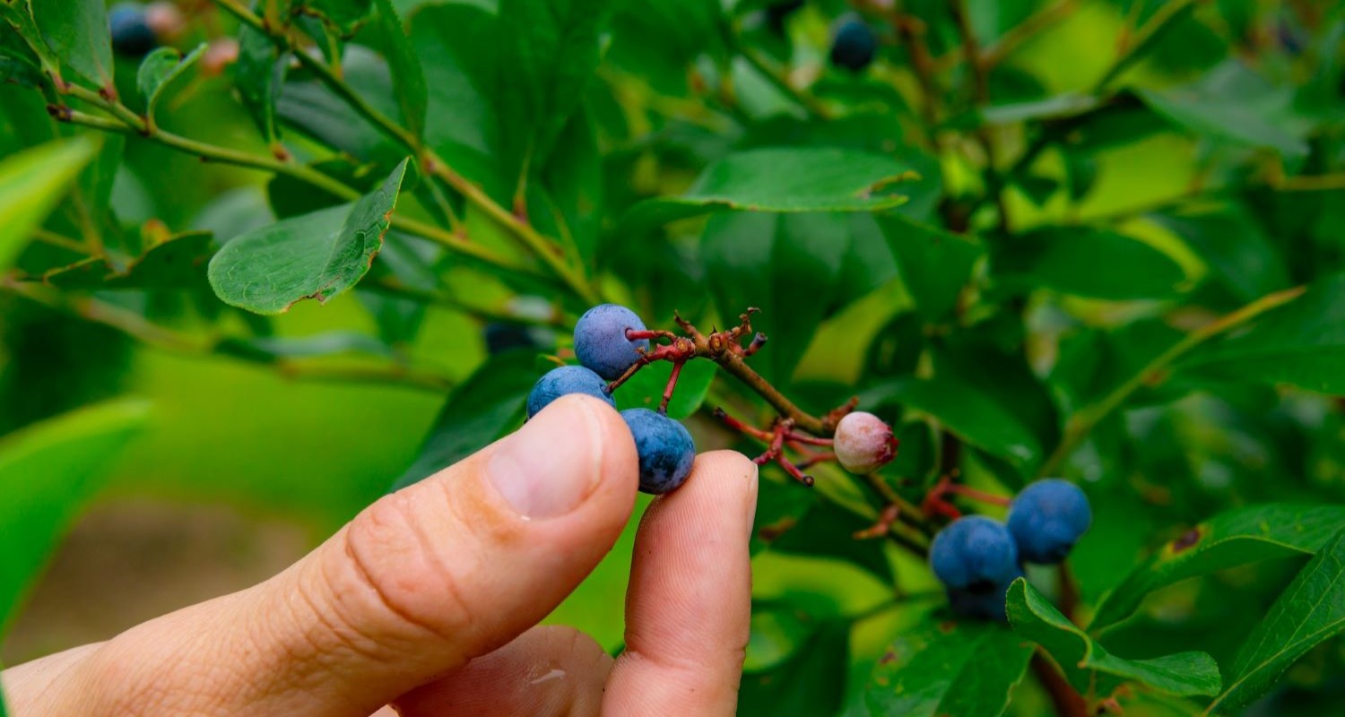 How to Grow Blueberries in the UK