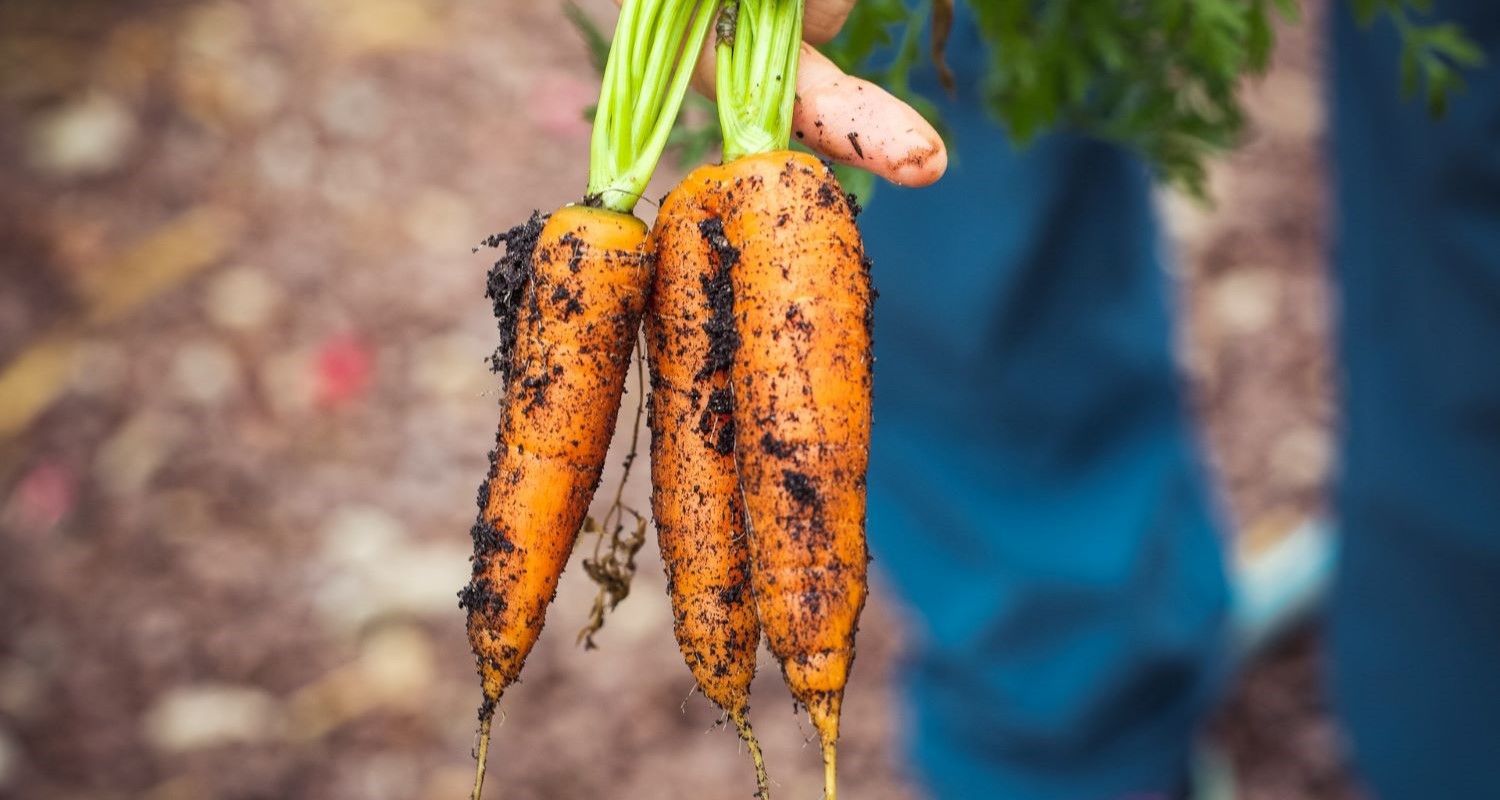 Growing Carrots: The Complete Guide