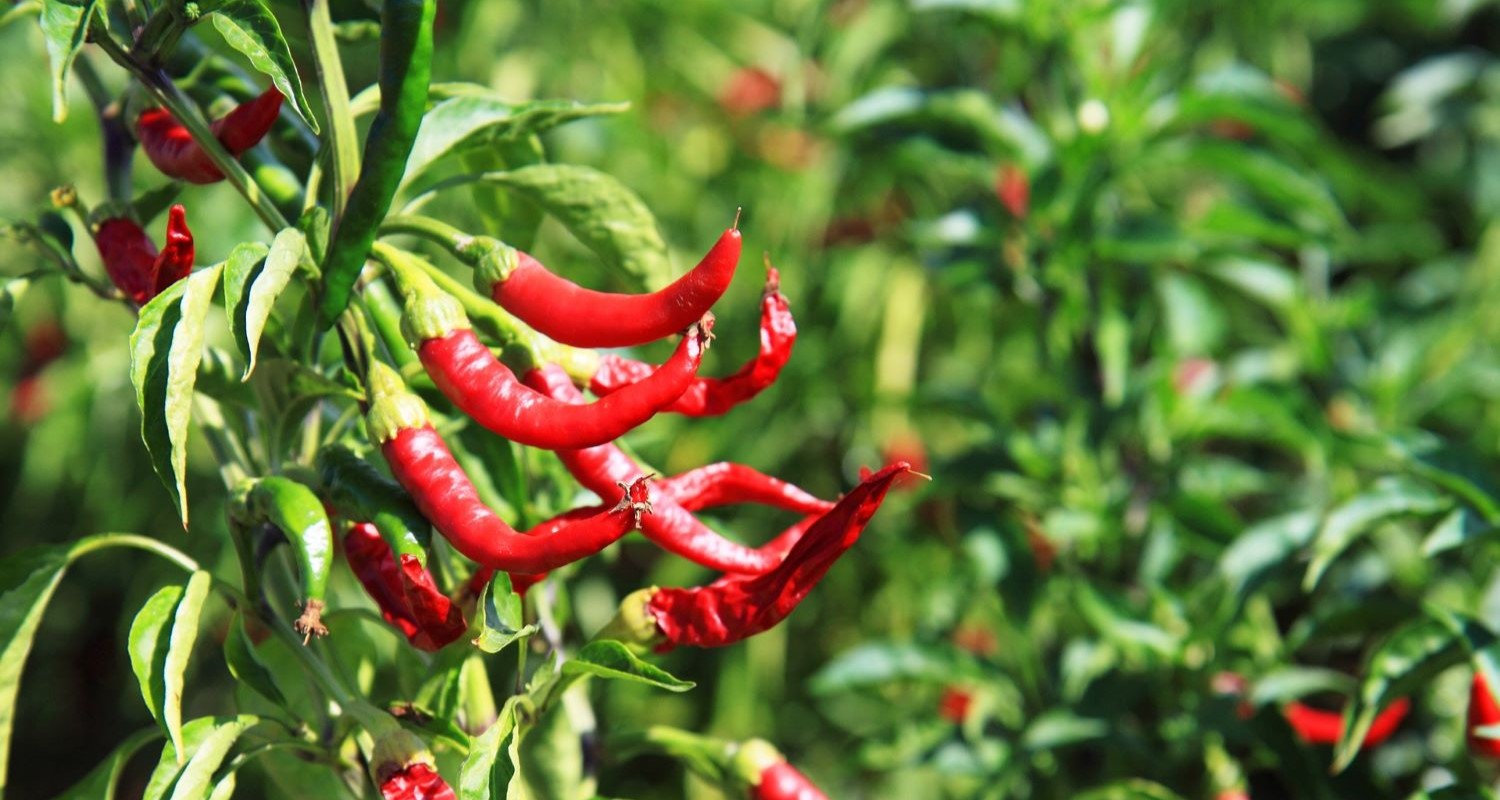 Growing Chillies: UK Beginner's Guide