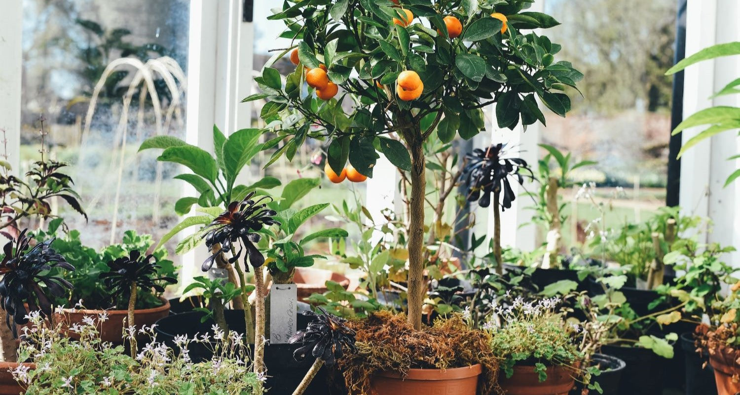 Growing Fruit Trees in Pots