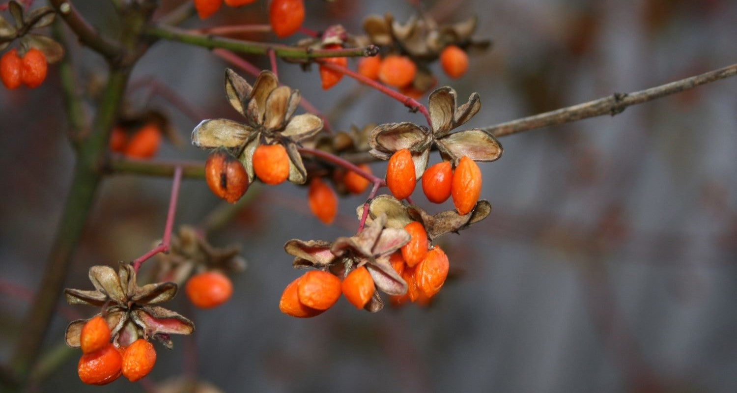 Growing Goji Berries in the UK