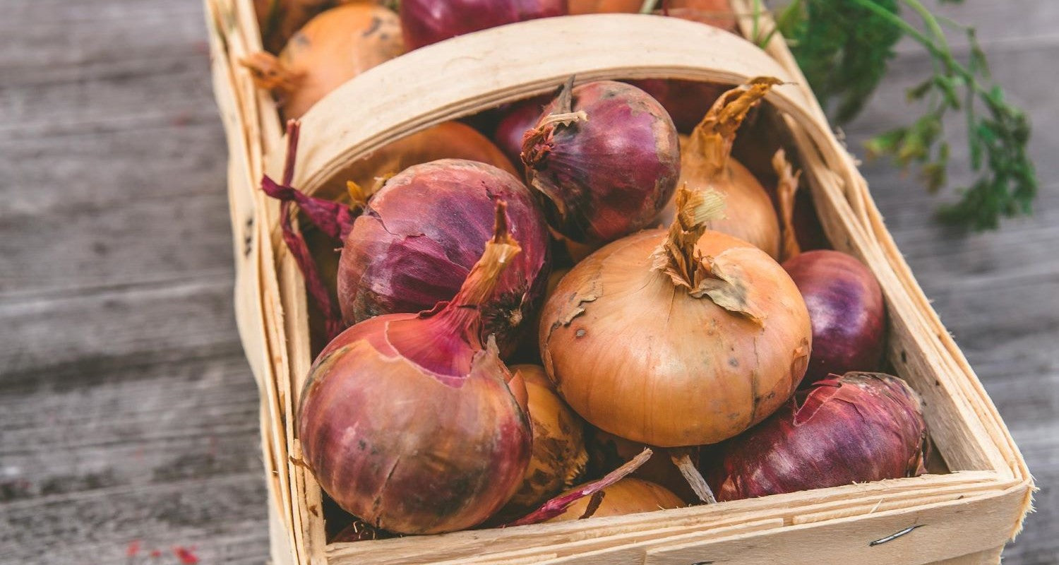 Growing Onions: The Complete Guide