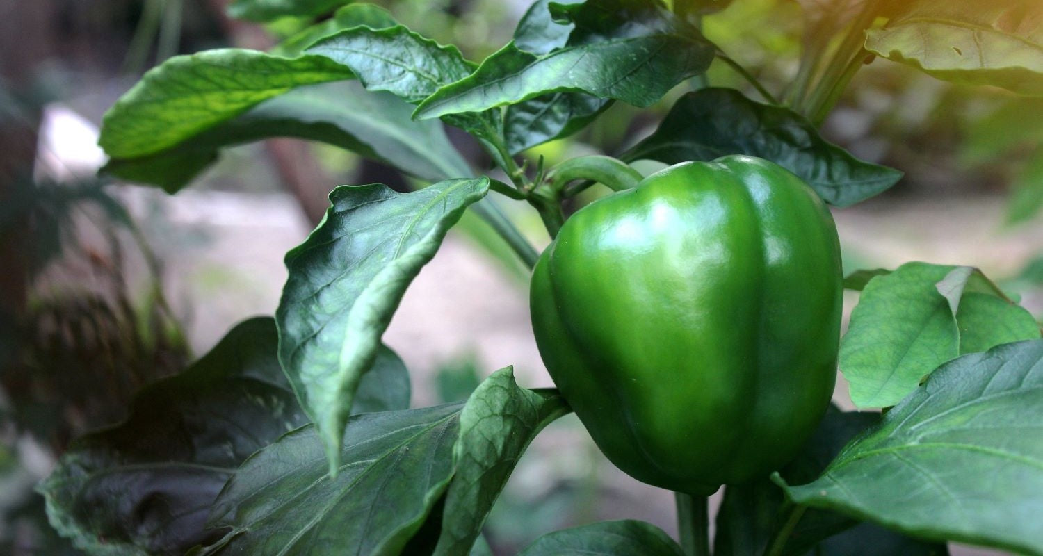 How to Grow Peppers