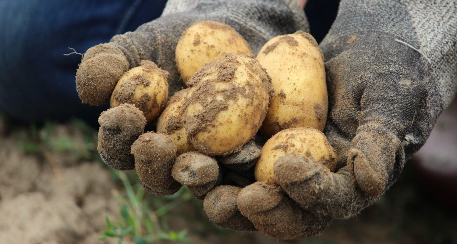 Growing Potatoes: The Complete Guide