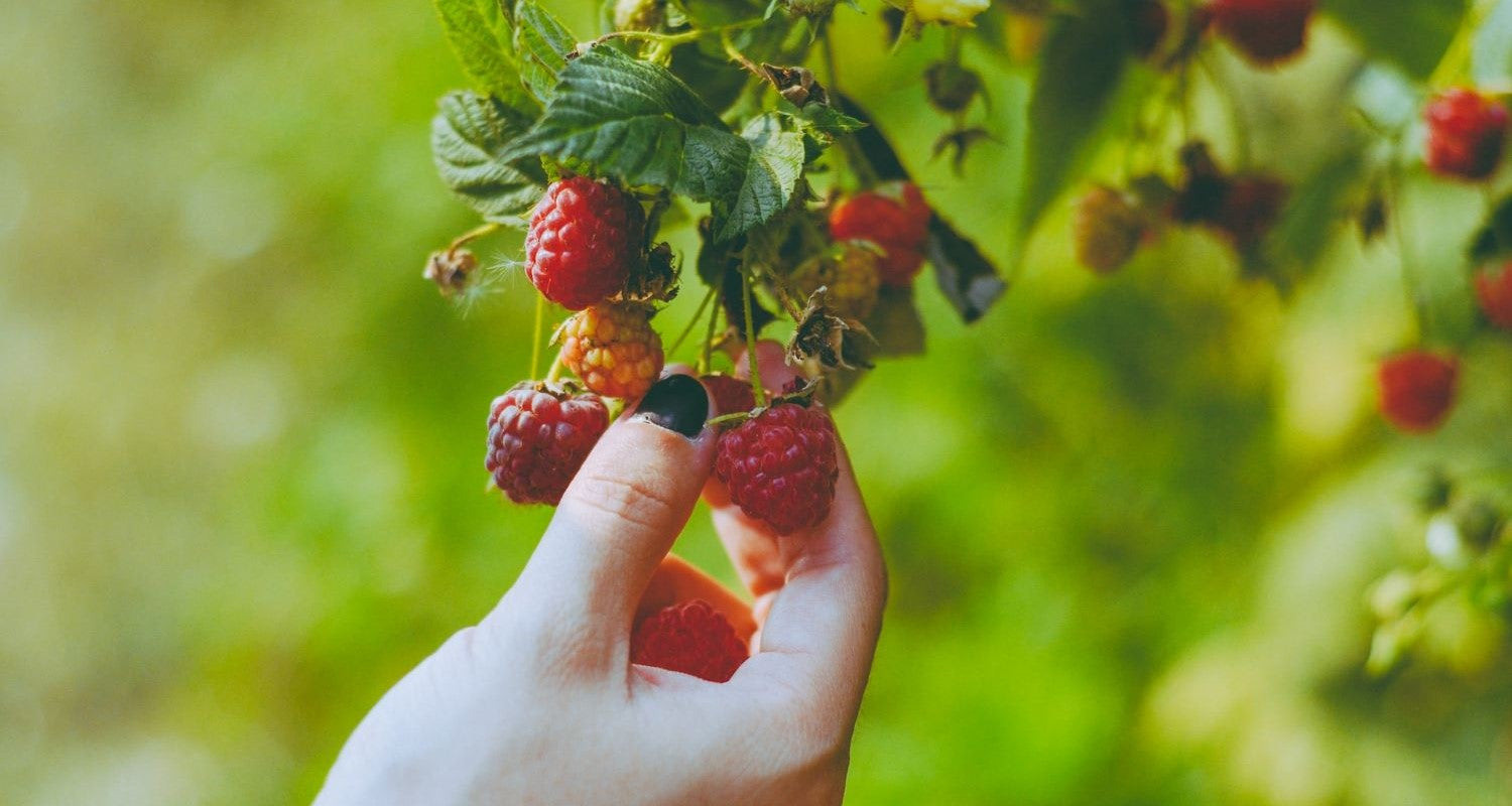 Growing Raspberries: A Beginner’s Guide