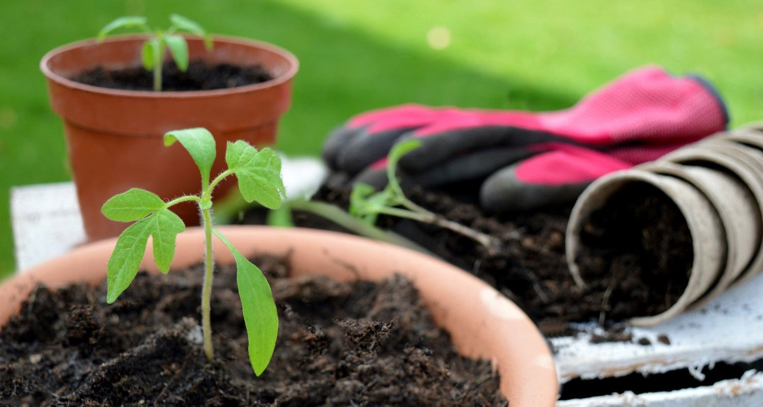 Growing Vegetables in Pots for Beginners