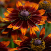 Rudbeckia 'Happy SmileyZ' Perennial Bedding