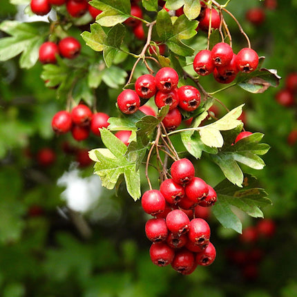 Double Pink Hawthorn Tree | Crataegus laevigata 'Rosea Flore Pleno' Ornamental Trees