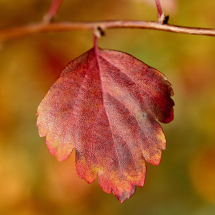 Double Pink Hawthorn Tree | Crataegus laevigata 'Rosea Flore Pleno' Ornamental Trees