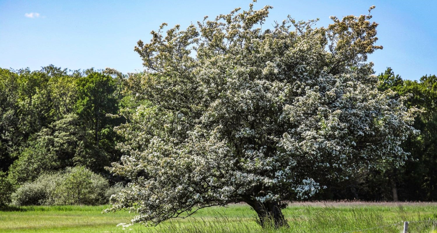 5 Trees for All Four Seasons