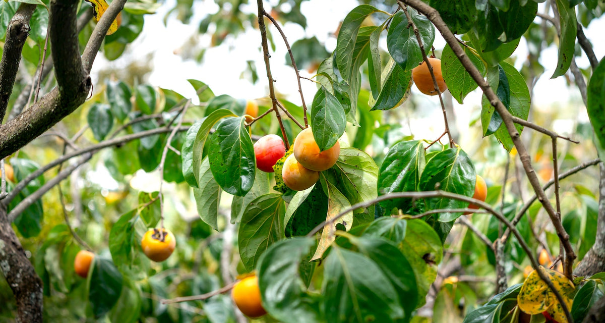 Five Exotic Fruits You Can Grow At Home | Roots Plants