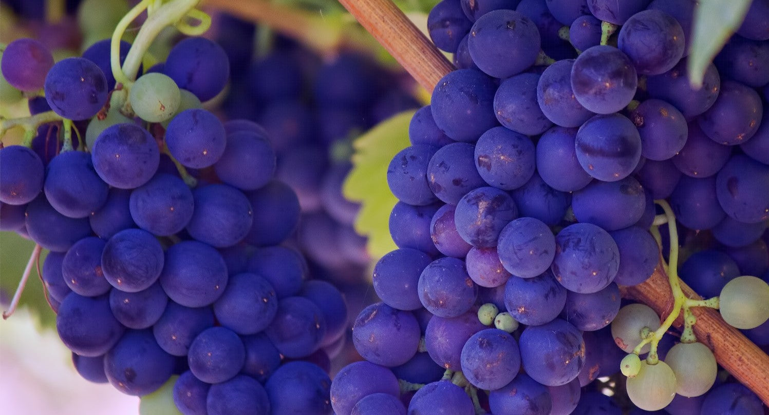 How to Grow Grapes: UK Beginner’s Guide