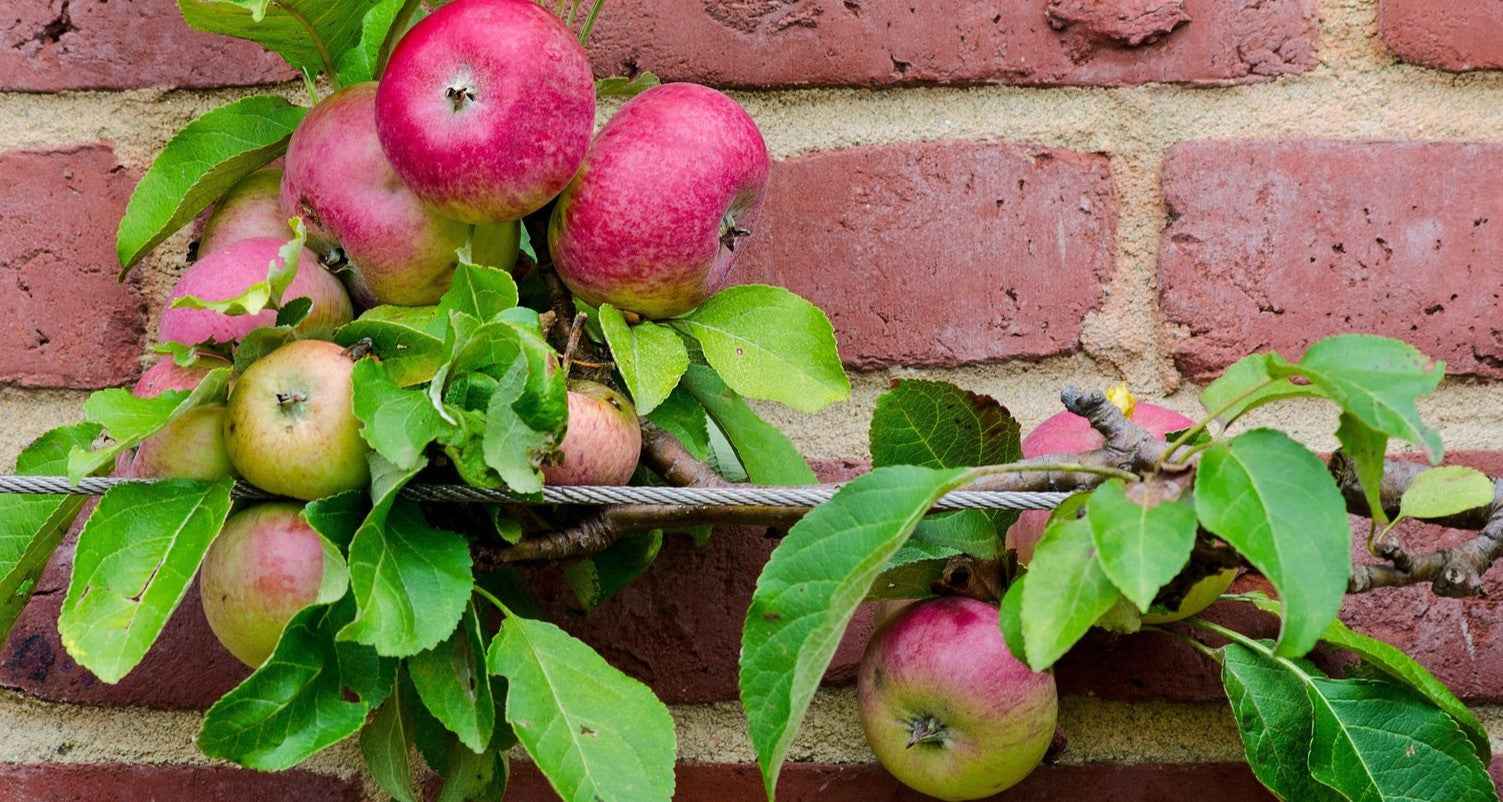 How To Espalier Apple Trees