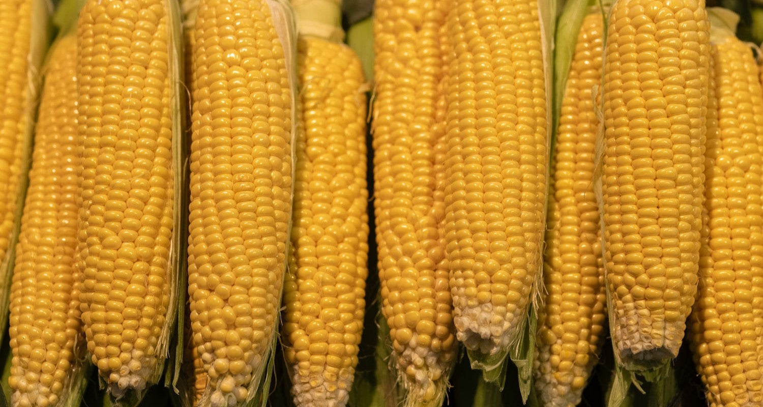 How to Grow Sweetcorn