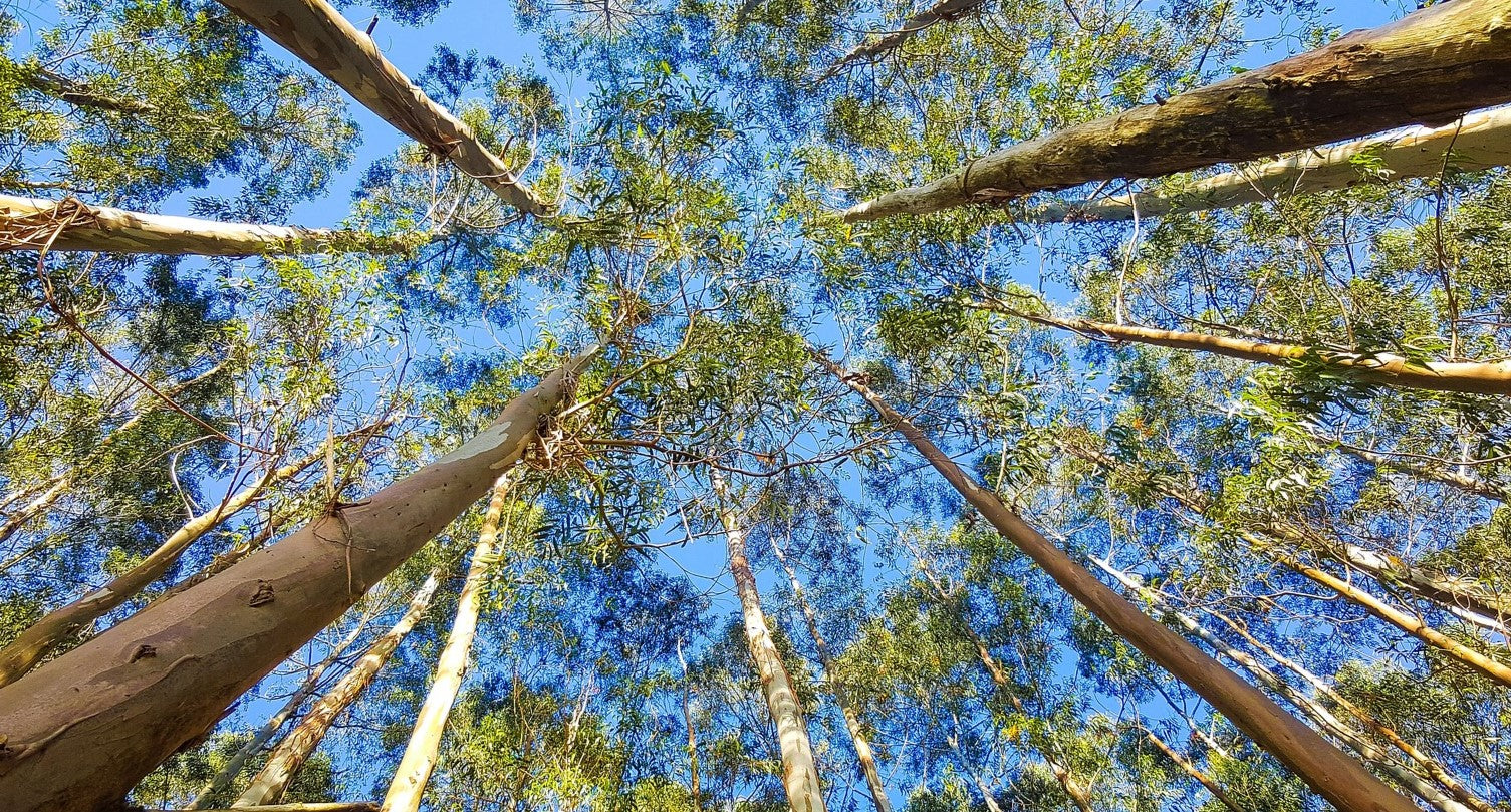 Everything You Always Wanted to Know About Eucalyptus Trees (But Were Afraid to Ask)