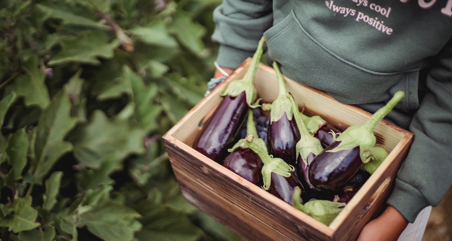 Growing Aubergines: UK Beginner’s Guide