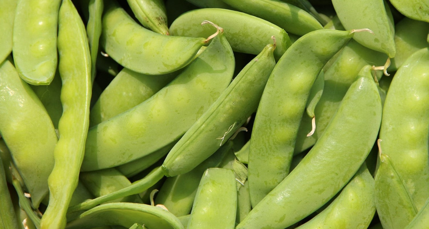 How to Grow Peas