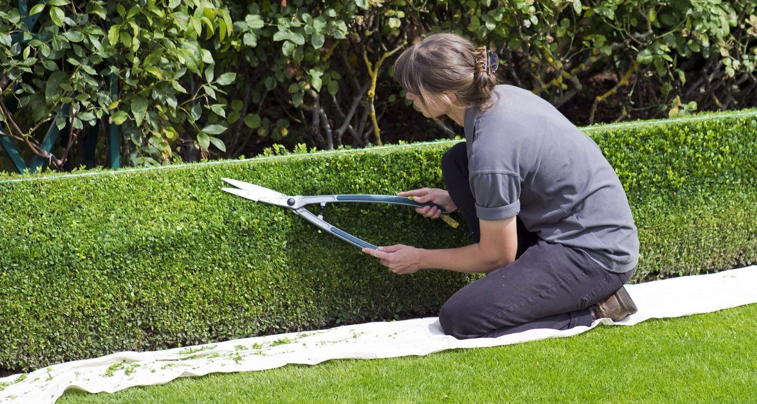 Hedge Cutting: A Beginner’s Guide