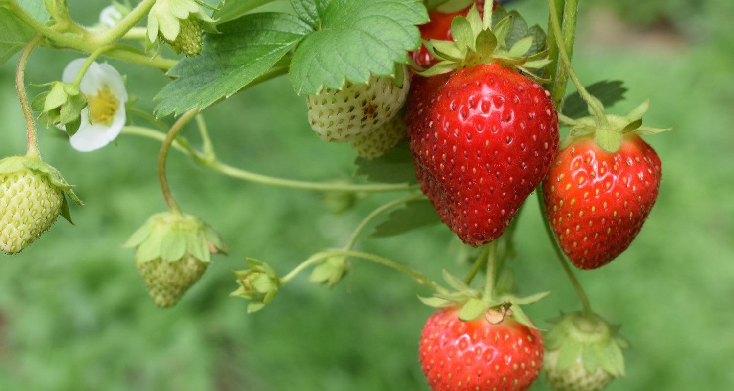 How to Grow Strawberries in the UK