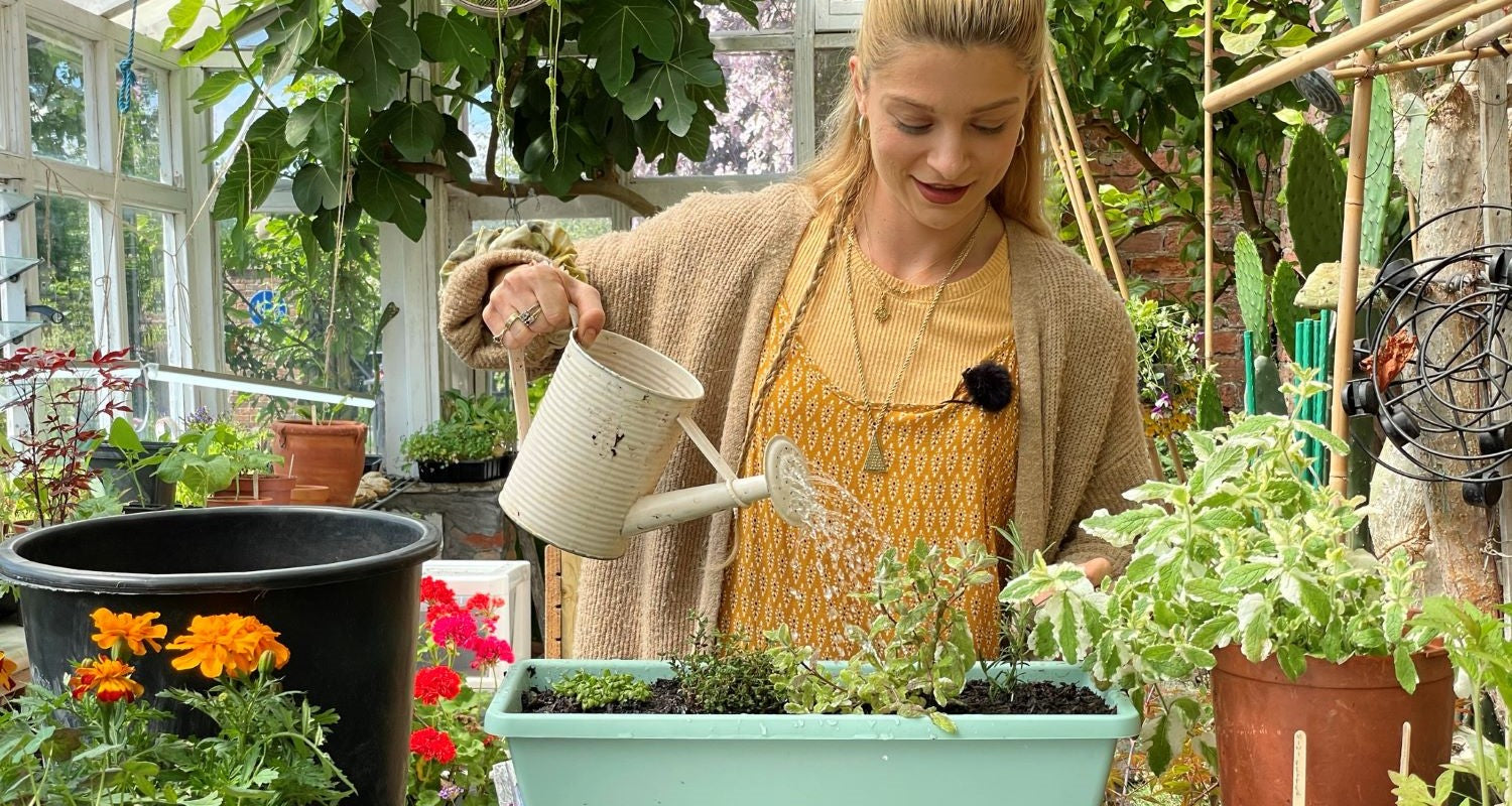 How to Create a Windowsill Herb Garden