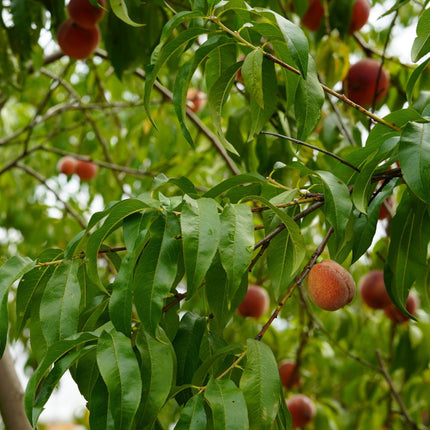 'Inka' Peach Tree Fruit Trees