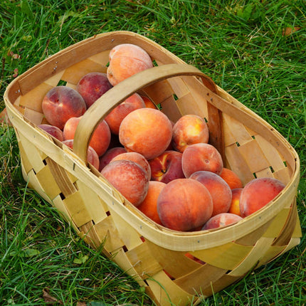 'Inka' Peach Tree Fruit Trees