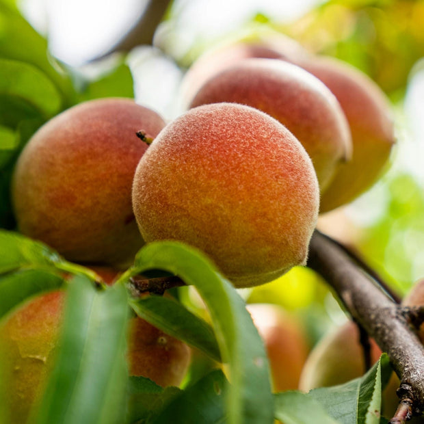 'Inka' Peach Tree Fruit Trees